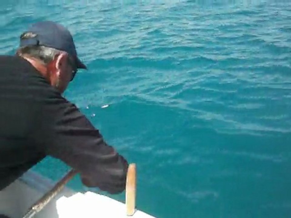 balık bırakma