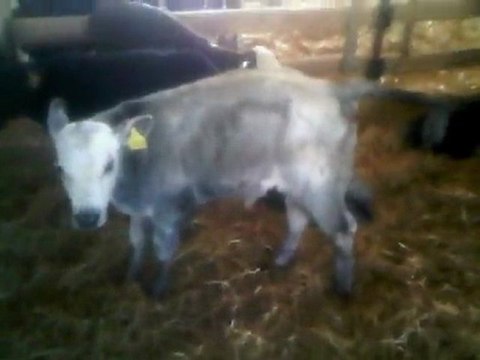 Damızlık Düve,iletişim: 0546 851 6657 Damızlık Düve Satılık , İthal Damızlık Düveler, İthal Damızlık Düve Pazarı Satışı