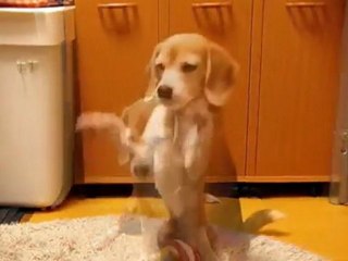 un chien attrape une balle entre ses pattes