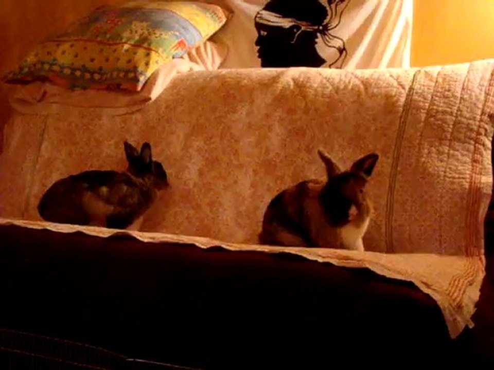 lapins