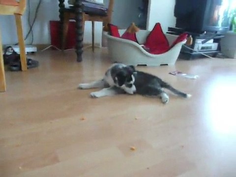 2011-05 Yuna courroie photo et carotte