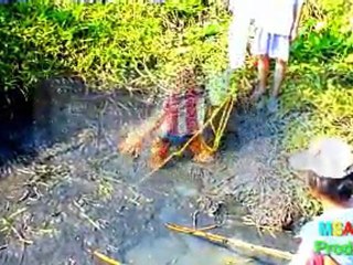 Poissons d'eau douce
