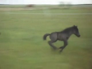 Pouliche 8 jours. 31/05/2011 2. SDC10458