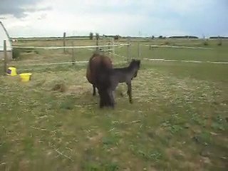 Pouliche 8 jours. 31/05/2011 1. SDC10426