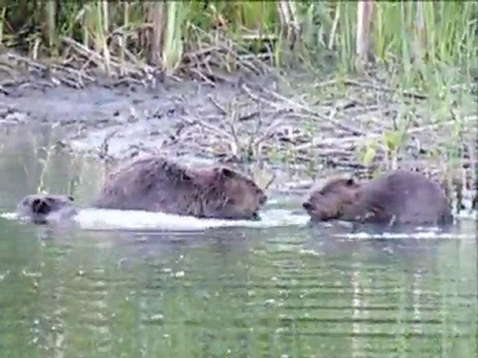 Castors sur la Moselle dans les Vosges