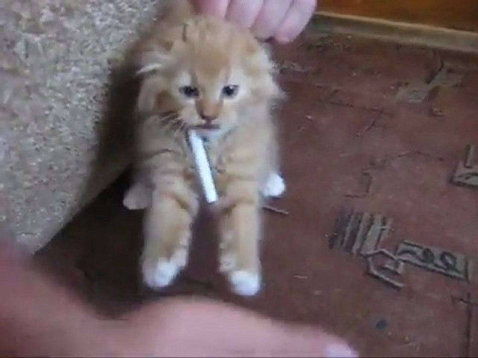 Die abhängige Katze