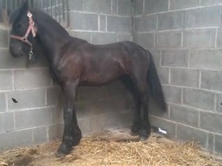 alane à l'attache au boxe