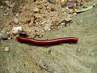 MADAGASCAR. Mille-pattes au canyon du maquis.
