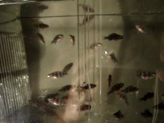 35 Günlük Frontoza Yavrularım