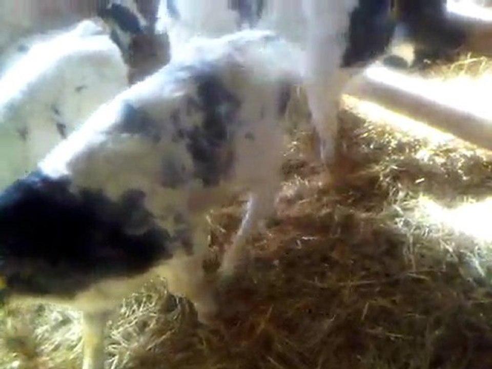 Damızlık simental düve ,tel: 0546 851 6657  damızlık simental düve fiyatları,damızlık simental düveler satılık düve geve simental