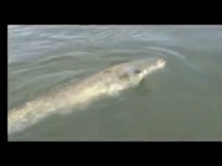 Silure Club Rhodanien : Pêche à la brème