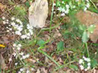 superbes photos de la corse !!!