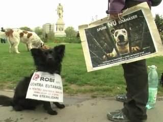 Cachorros sem donos