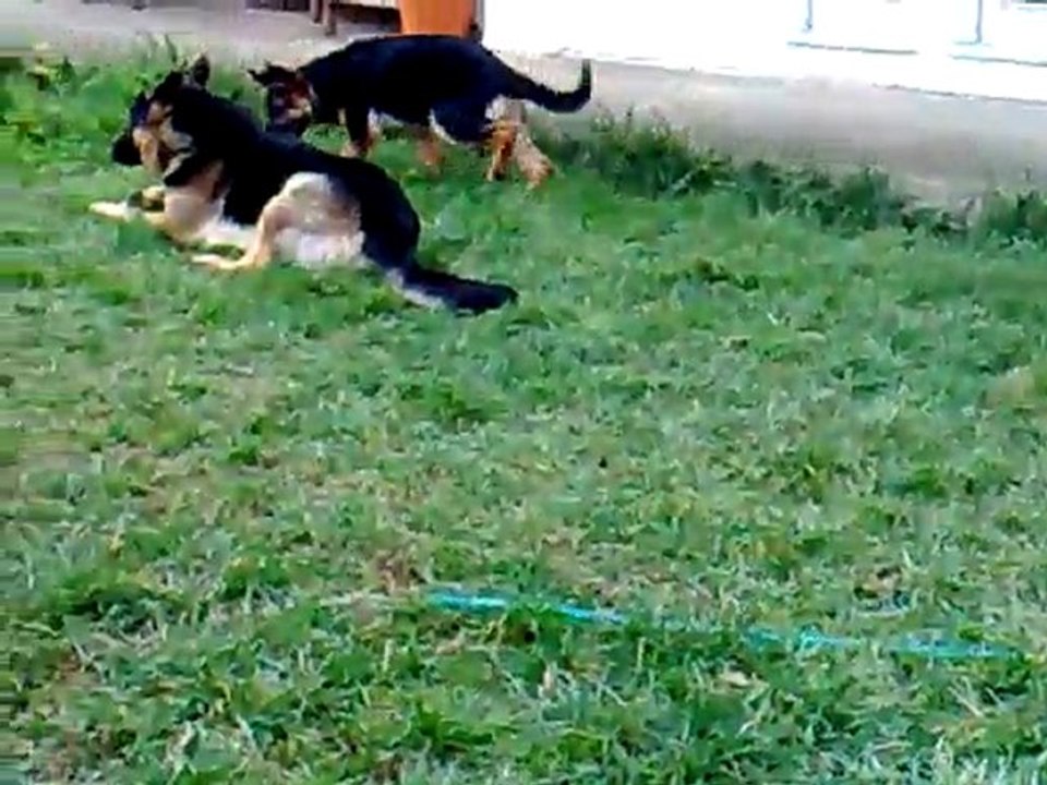Hopi+Kasha