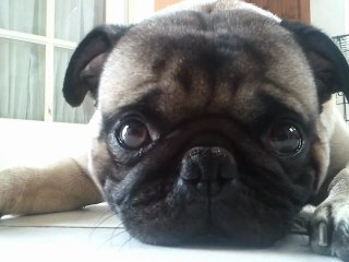 Buddy the Mischievous Pug: Smiling