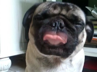 Buddy the Mischievous Pug: Lick It Up