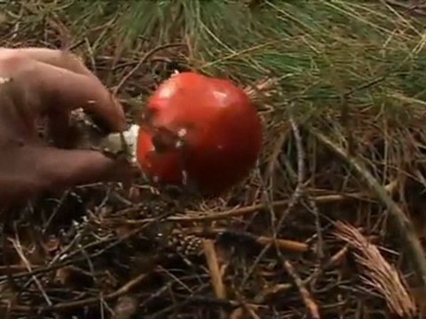 TV3 - Tardor 2010 - Caçadors de bolets