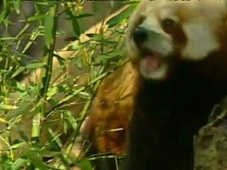 TV3 - Tardor 2010 - Veterinaris