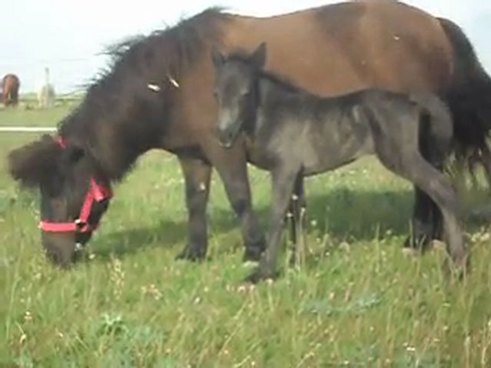 Pouliche Blue Night et Réglisse Shetland 1.1)24/05/2011