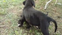 Ozzy y Darrell 4to video