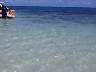 Les dents de la mer