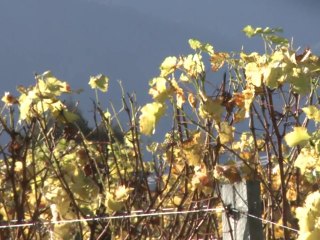 New Zealand wine growers look beyond the glut