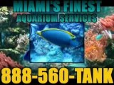 Aquarium Services, Special! Tank Cleaning, Fish Tank Mainten