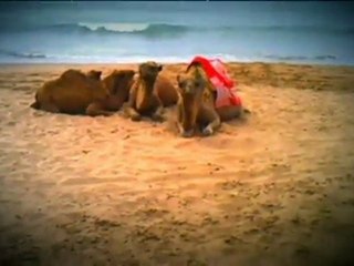 TV3 - Dimecres, 6 d'octubre, a TV3 - Torna "Bestiari il·lustrat"