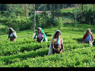 nixon tours & travels sri lanka