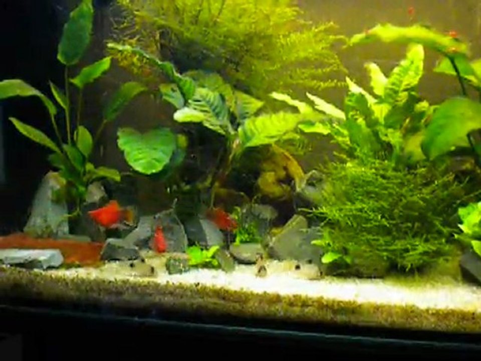 110 litres platys et corydoras