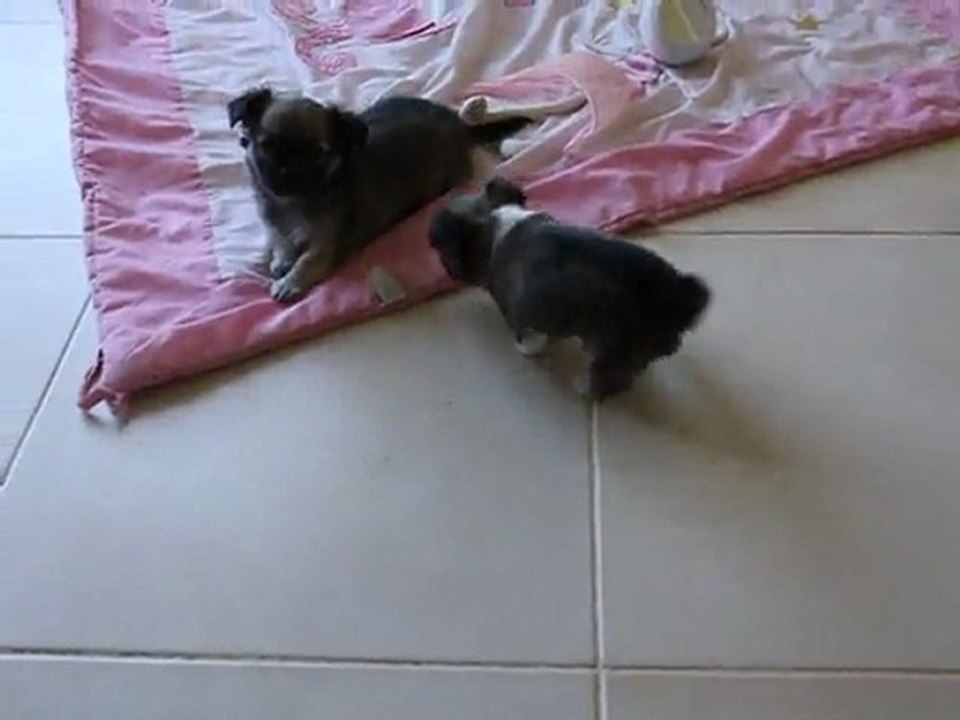 Chiots Chihuahua poil long frères et soeurs miniatures et standards