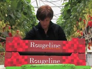 Corinne et Jean-Marc Pra, producteurs de fraises Rougeline à Marmande