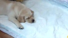 Labrador.Rem first day at home.