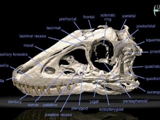 Régime alimentaire pour bébé dino !