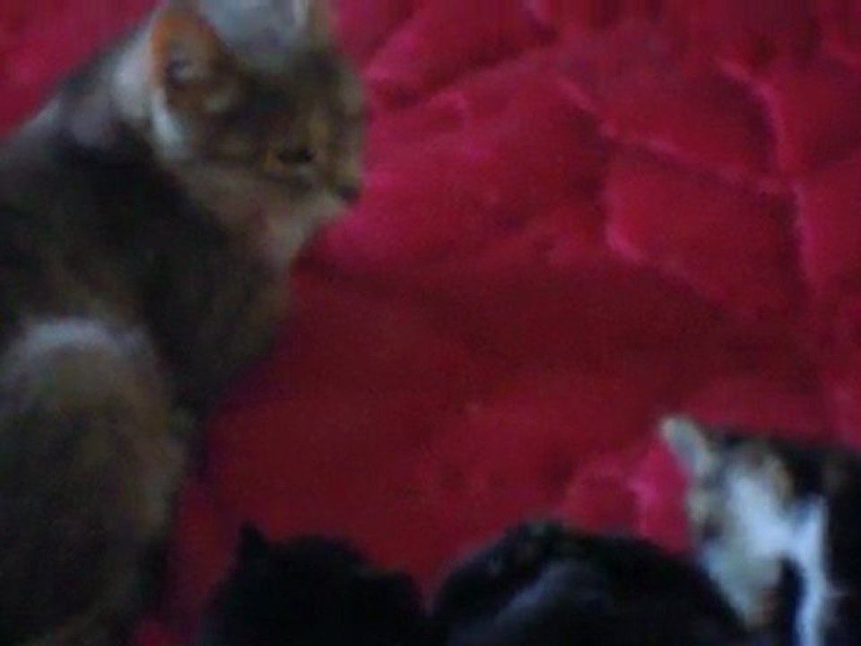 Chatons et leur mère