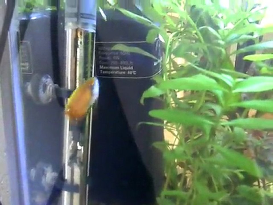 repro colisa chuna gold