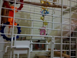 Goffin Kakadu Miço konuşma