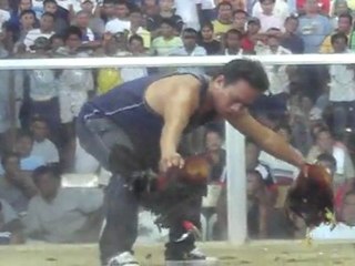 Philippines : Combat de coqs (version longue) AMES SENSIBLES S'ABSTENIR !!