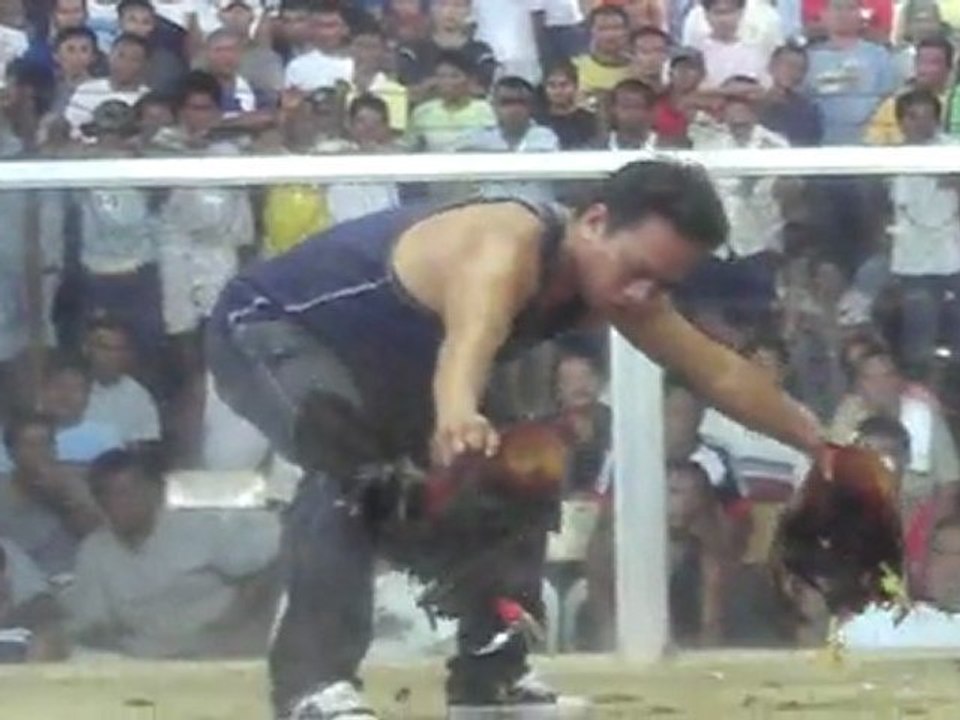 Philippines : Combat de coqs (version longue) AMES SENSIBLES S'ABSTENIR !!