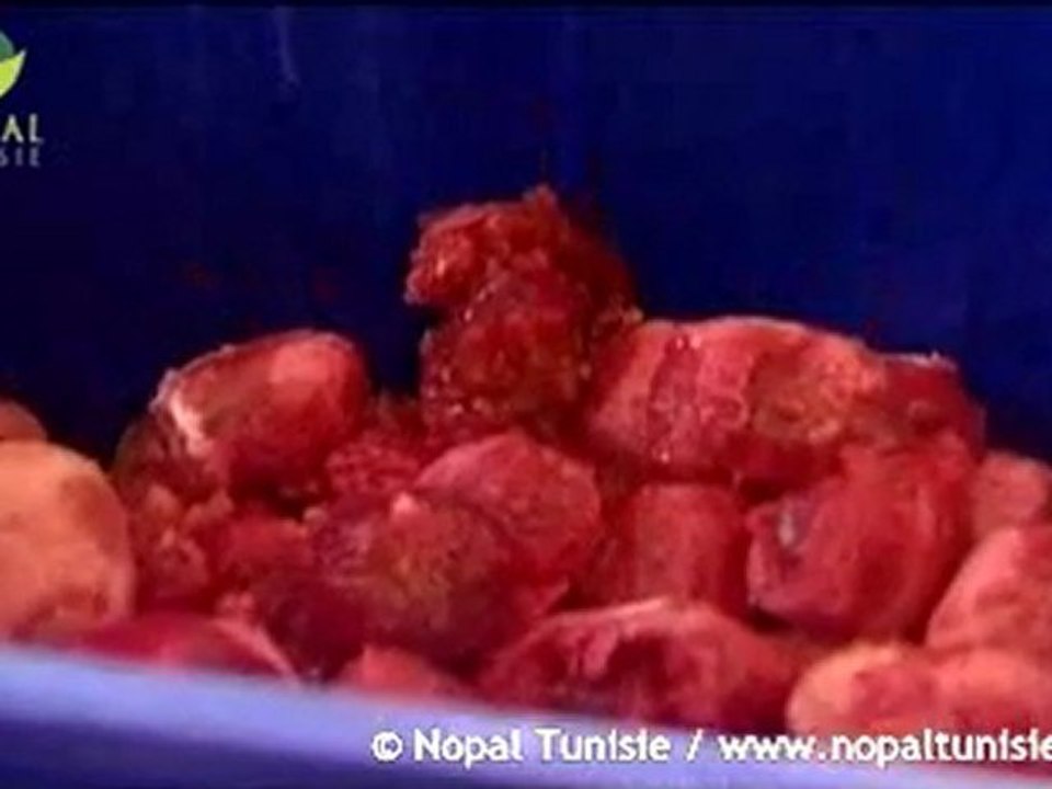 prickly pear seed oil  , huile de figue de barbarie Nopal Tunsie