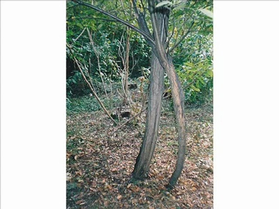 UFO friends OVNI НЛО