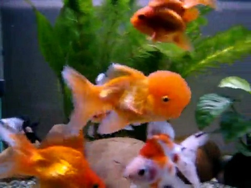 Oranda,Ryukin,Panda..