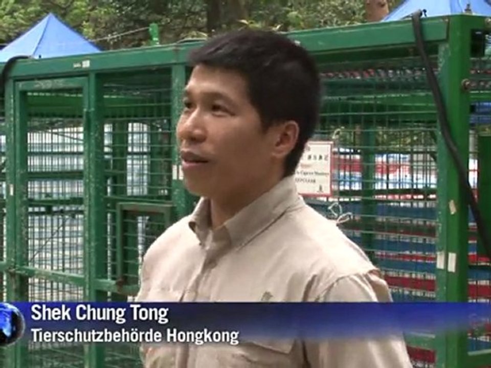 Wilde Affen in Hongkong werden sterilisiert