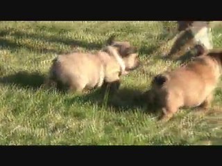 Galaxie du Mont des Korrigans