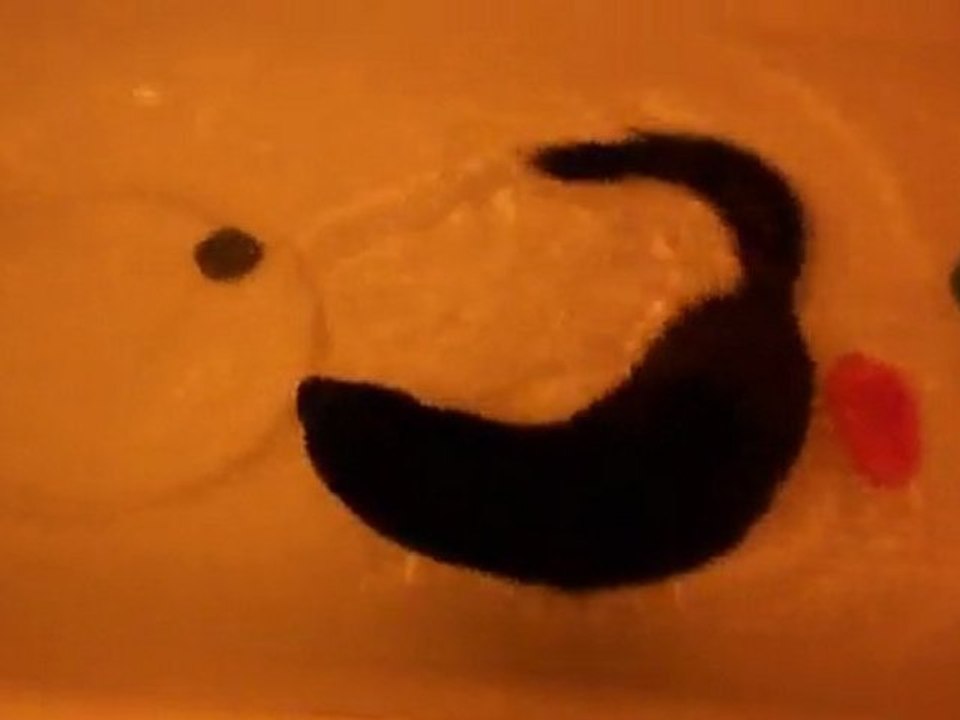 Bretzel mon vison débouche la baignoire mai-juin 2011 / my pet mink in bathtub