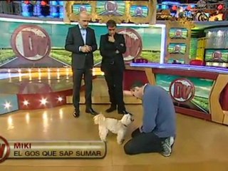 TV3 - Divendres - Els millors racons d'Olot... i un gos savi!