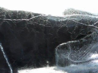 Xolo, chien divin du Mexique, dans un bloc de glace à Nantes.