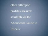 The Insect Index - Profiles of Insects, Sorted by Common Names