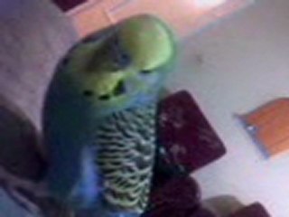ilk deneme