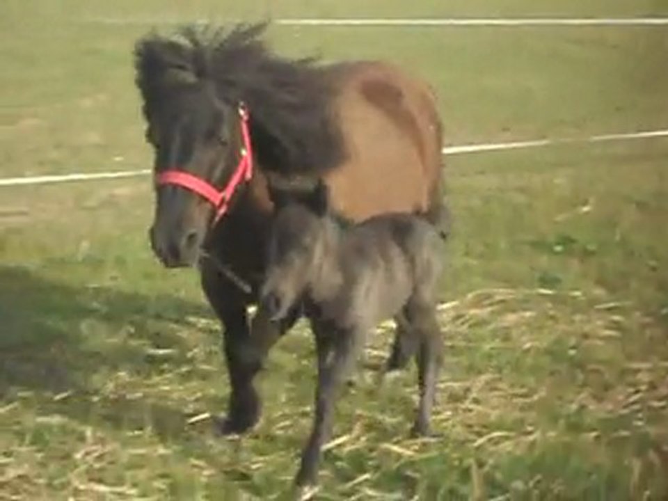 Pouliche Blue Night et Réglisse Shetland 1.2)24/05/2011